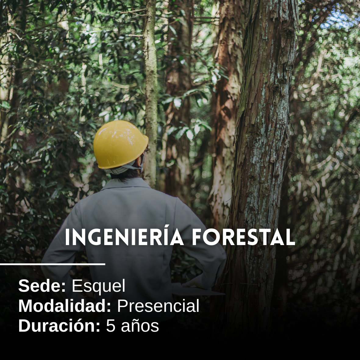 Ingeniería Forestal: 5 años, Presencial, Esquel