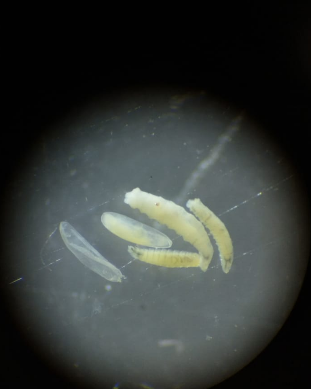 BiologaForenseunestudiopioneroenelroChubut1